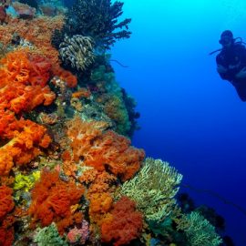 Groepsreis duikvakantie Manado Indonesië Bunaken en Bangka