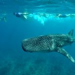 Groepsreis Duikvakantie Liveaboard Malediven