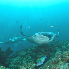 Groepsreis Duikvakantie Liveaboard Malediven Nautilus one
