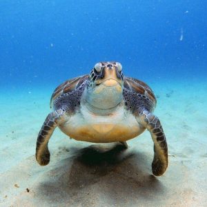 Duikvakantie Bonaire Wannadive schildpad vakantieduiker