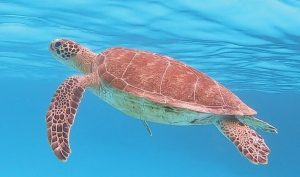 Groepsreis Bonaire duikvakantie schildpad vakantieduiker