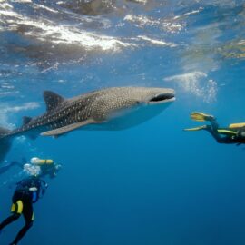 Duikvakantie Filipijnen combi Cebu en Bohol