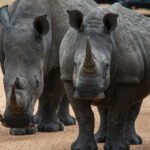 17-daagse reis Zuid-Afrika en Mozambique duiken en safari - Vakantieduiker