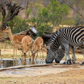 Groepsreis Duikvakantie Mozambique Zuid-Afrika Kruger Park